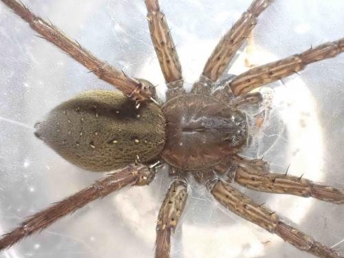 Réf. 258 559 : Dolomedes plantarius